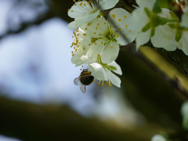 Blüte mit Biene.JPG