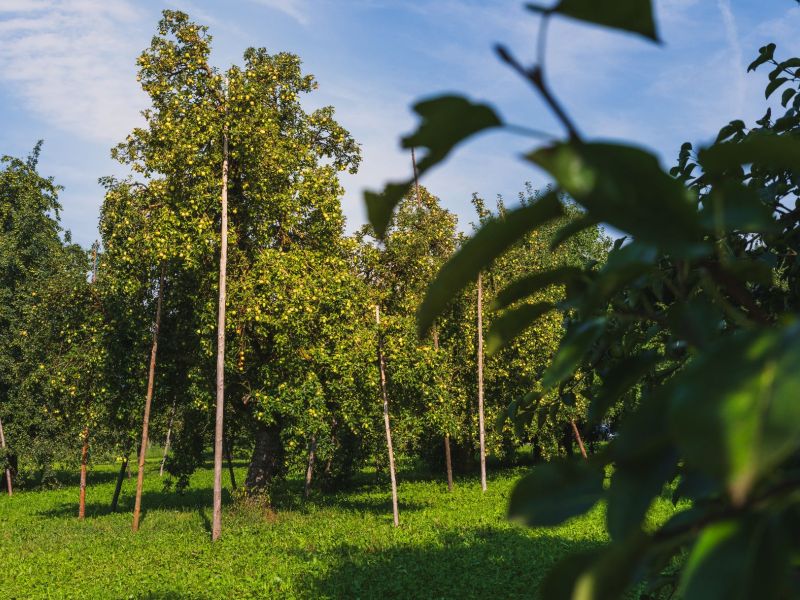 Behangene Birnbäume.jpg